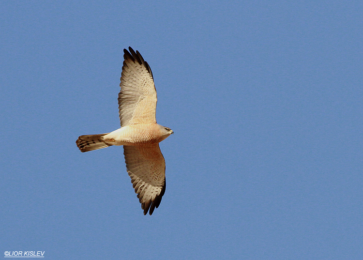 Levant Sparrowhawk  /  Accipiter brevipes   Neot Smadar 26-04-13.Lior Kislev